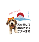 こはくくんのクリスマス＆お正月（個別スタンプ：3）