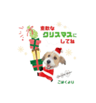 こはくくんのクリスマス＆お正月（個別スタンプ：5）