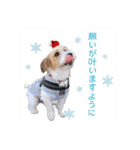こはくくんのクリスマス＆お正月（個別スタンプ：8）