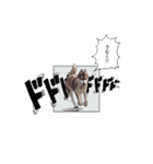 ハスキーのくーがスタンプになっちゃった！（個別スタンプ：6）
