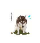 ハスキーのくーがスタンプになっちゃった！（個別スタンプ：13）