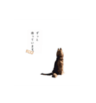 ハスキーのくーがスタンプになっちゃった！（個別スタンプ：14）