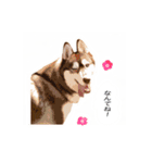 ハスキーのくーがスタンプになっちゃった！（個別スタンプ：19）