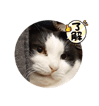 にゃんてスタンプ①（個別スタンプ：1）