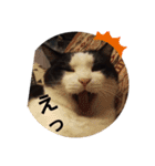 にゃんてスタンプ①（個別スタンプ：6）