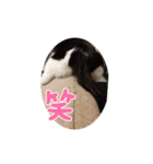 にゃんてスタンプ①（個別スタンプ：12）