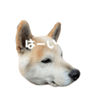 柴犬のりょうくん（個別スタンプ：1）