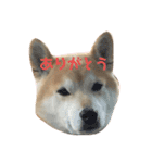 柴犬のりょうくん（個別スタンプ：2）