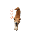柴犬のりょうくん（個別スタンプ：3）