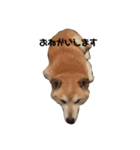 柴犬のりょうくん（個別スタンプ：4）
