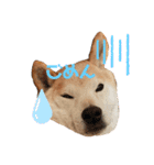 柴犬のりょうくん（個別スタンプ：6）