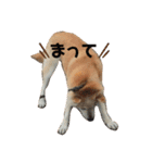 柴犬のりょうくん（個別スタンプ：7）