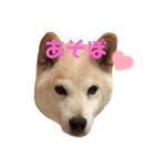 柴犬のりょうくん（個別スタンプ：8）
