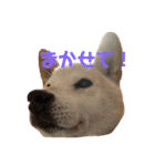 柴犬のりょうくん（個別スタンプ：9）