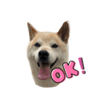 柴犬のりょうくん（個別スタンプ：10）