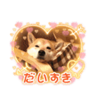 柴犬のりょうくん（個別スタンプ：11）