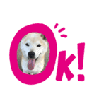 柴犬のりょうくん（個別スタンプ：13）