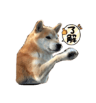 柴犬のりょうくん（個別スタンプ：14）