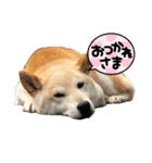 柴犬のりょうくん（個別スタンプ：15）