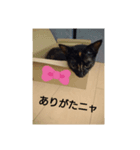 にゃんこのわさび（個別スタンプ：2）