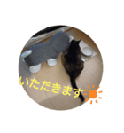 にゃんこのわさび（個別スタンプ：5）