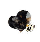 にゃんこのわさび（個別スタンプ：8）