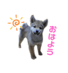 めんまシリーズ1（個別スタンプ：4）