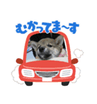 めんまシリーズ1（個別スタンプ：12）