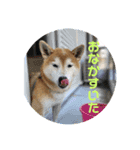 めんまシリーズ1（個別スタンプ：16）