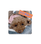 かわいい愛犬のスタンプです。（個別スタンプ：5）