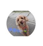 かわいい愛犬のスタンプです。（個別スタンプ：8）