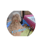 かわいい愛犬のスタンプです。（個別スタンプ：11）
