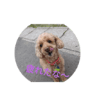かわいい愛犬のスタンプです。（個別スタンプ：13）