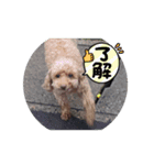 かわいい愛犬のスタンプです。（個別スタンプ：16）