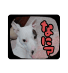 BURU-NOSTAMP（個別スタンプ：2）