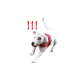 BURU-NOSTAMP（個別スタンプ：6）