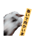 BURU-NOSTAMP（個別スタンプ：12）