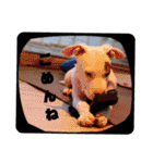 BURU-NOSTAMP（個別スタンプ：16）