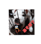 BURU-NOSTAMP（個別スタンプ：19）