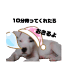 BURU-NOSTAMP（個別スタンプ：21）