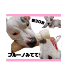 BURU-NOSTAMP（個別スタンプ：22）