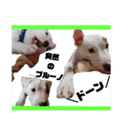 BURU-NOSTAMP（個別スタンプ：23）