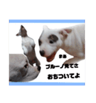 BURU-NOSTAMP（個別スタンプ：24）