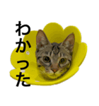 ライチとトラ（個別スタンプ：3）