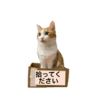 ライチとトラ（個別スタンプ：6）