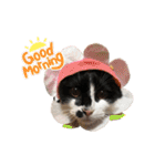 墨吹きねこのしおしお（個別スタンプ：1）