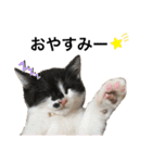 墨吹きねこのしおしお（個別スタンプ：3）