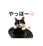 墨吹きねこのしおしお（個別スタンプ：4）