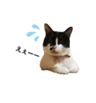 墨吹きねこのしおしお（個別スタンプ：5）