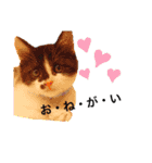 墨吹きねこのしおしお（個別スタンプ：6）